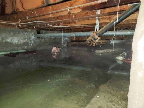 Best Water damage contractors near me  in Telluride, CO