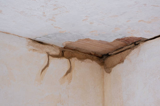 Best Professional water damage repair  in Telluride, CO
